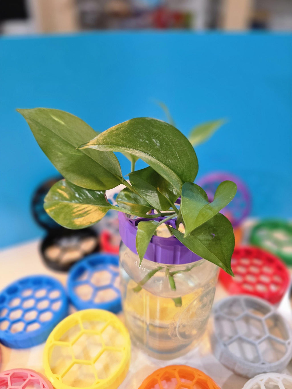 Propagation Jar Lid - Wide Mouth Mason Adapter - Hexagon Pattern, Comfort Grip, Large & Small Openings (1in, 1/2in)