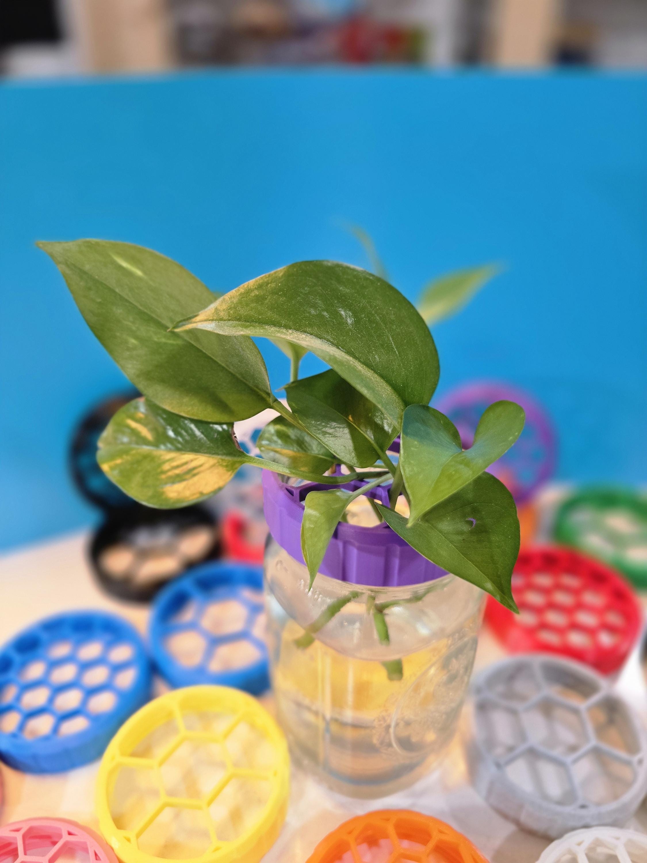 Propagation Jar Lid - Wide Mouth Mason Adapter - Hexagon Pattern, Comfort Grip, Large & Small Openings (1in, 1/2in)