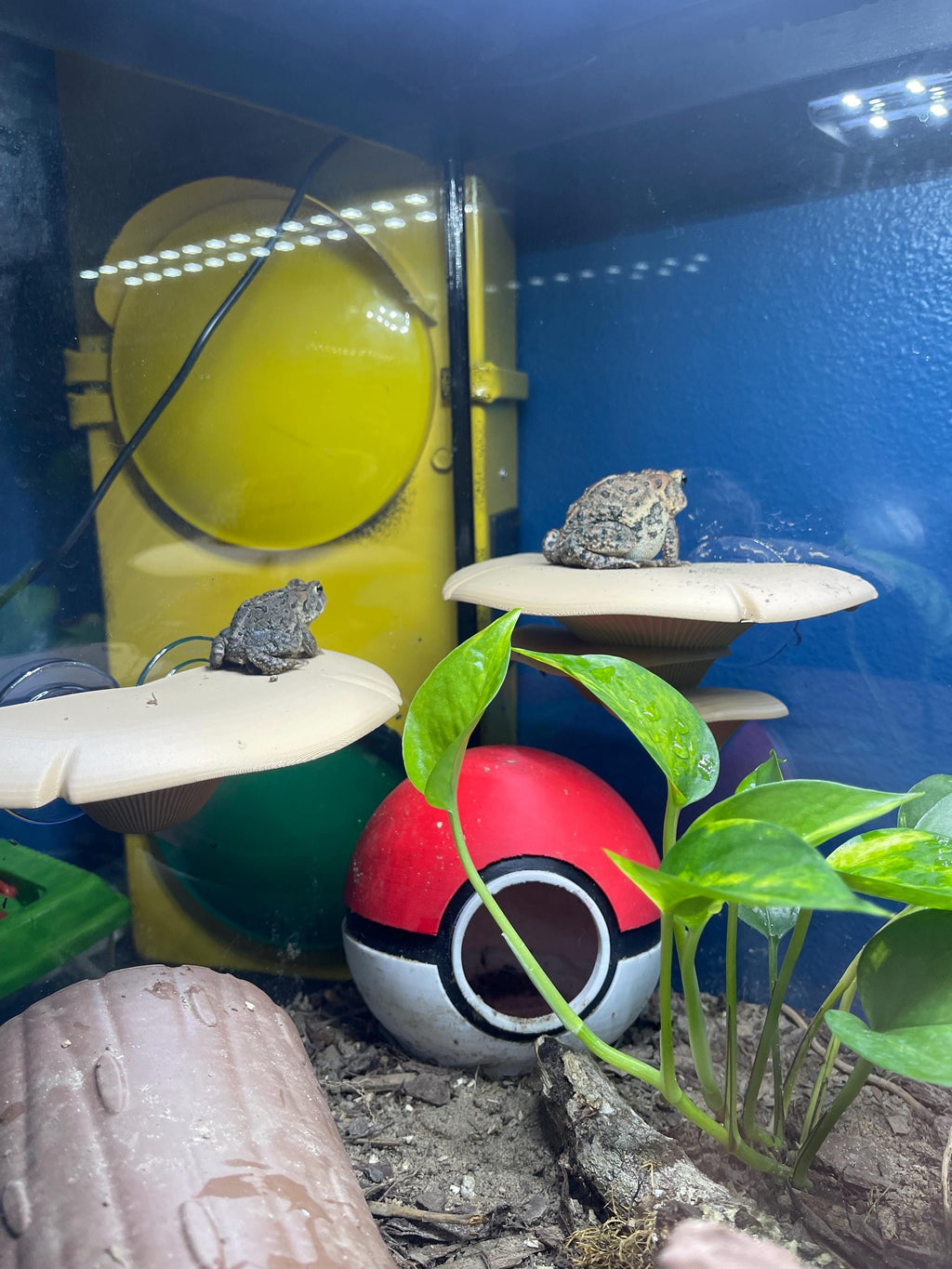 Suction Cup Floating, Glass Surface Mushroom Shelf | Terrarium Accent, Dual Anchors, Colorful Options