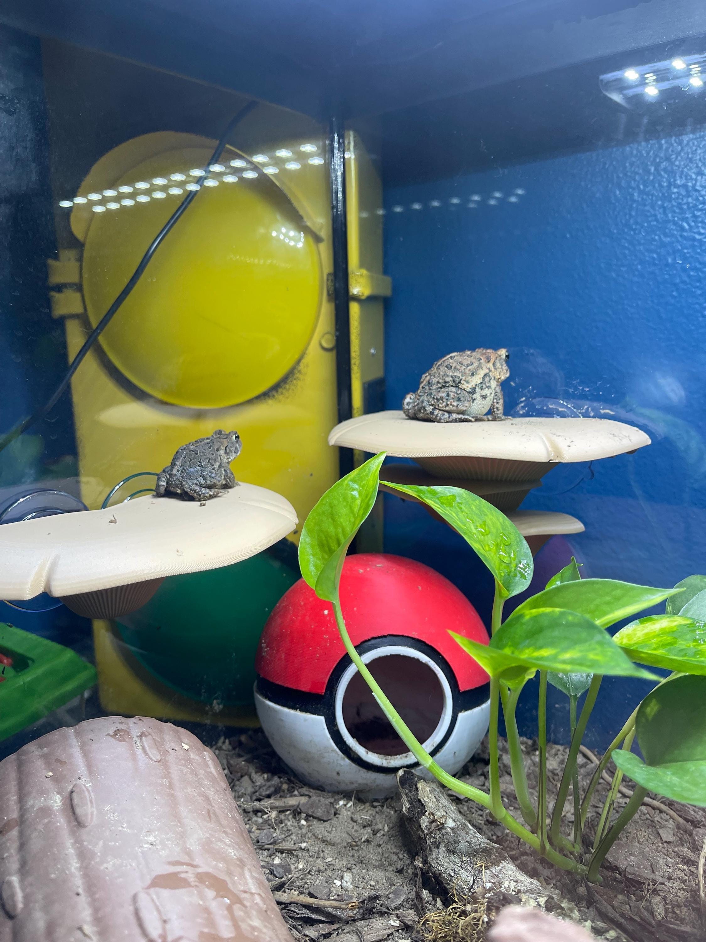 Suction Cup Floating, Glass Surface Mushroom Shelf | Terrarium Accent, Dual Anchors, Colorful Options